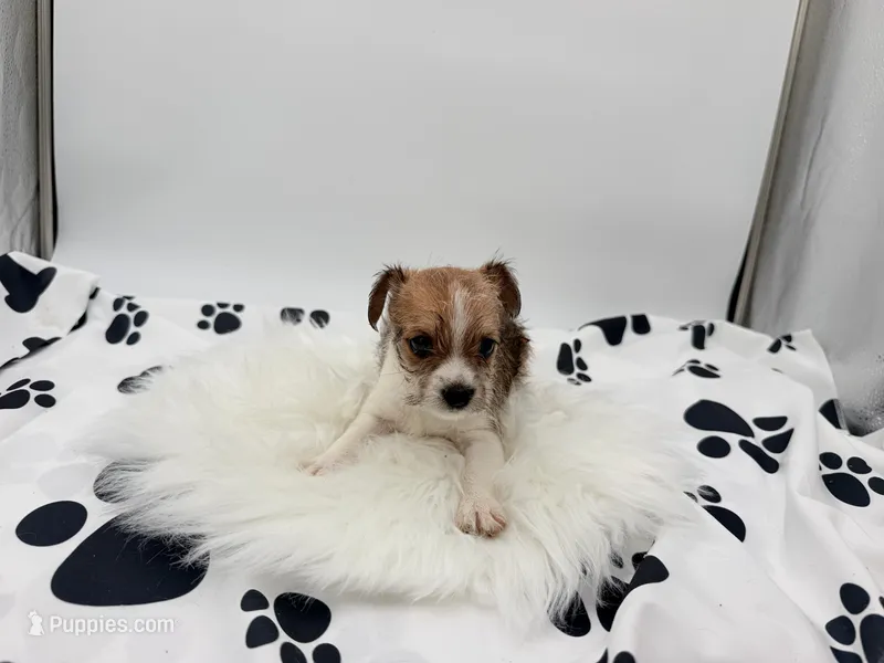 Duke – Chihuahua, Yorkshire Terrier puppy for sale in Vilonia, AR