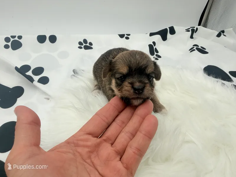 Charlie  – Chihuahua, Yorkshire Terrier puppy for sale in Vilonia, AR