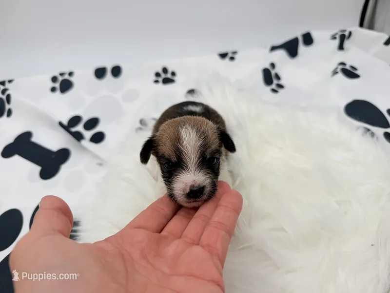 Duke – Chihuahua, Yorkshire Terrier puppy for sale in Vilonia, AR