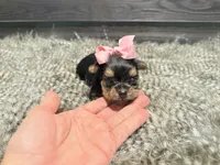 Trinity, a female Yorkshire Terrier for sale in Vilonia, AR – 1 of 3