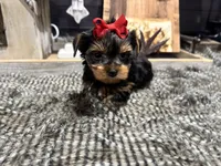 Bruni, a female Yorkshire Terrier for sale in Vilonia, AR – Photo 3 of 3