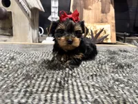 Bruni, a female Yorkshire Terrier for sale in Vilonia, AR – Photo 2 of 3