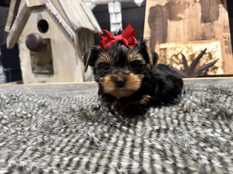 Bruni, a female Yorkshire Terrier for sale in Vilonia, AR – Photo 1 of 3