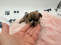 Molly, a female Chihuahua and Yorkshire Terrier for sale in Vilonia, AR – 2 of 3