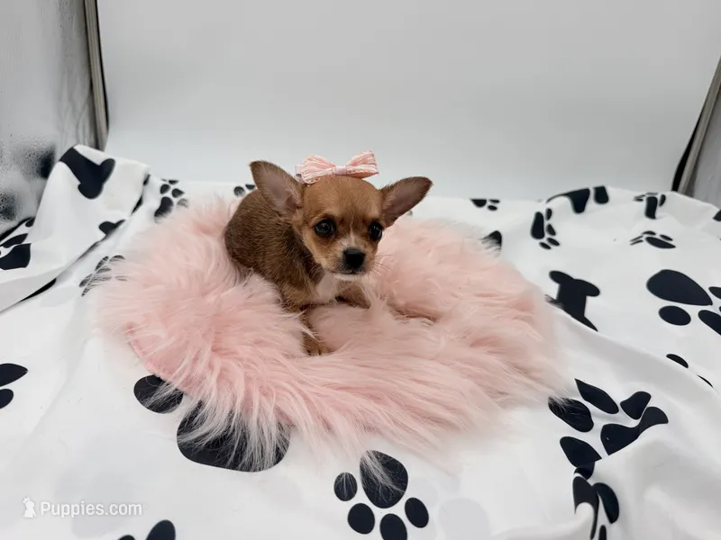 Molly – Chihuahua, Yorkshire Terrier puppy for sale in Vilonia, AR
