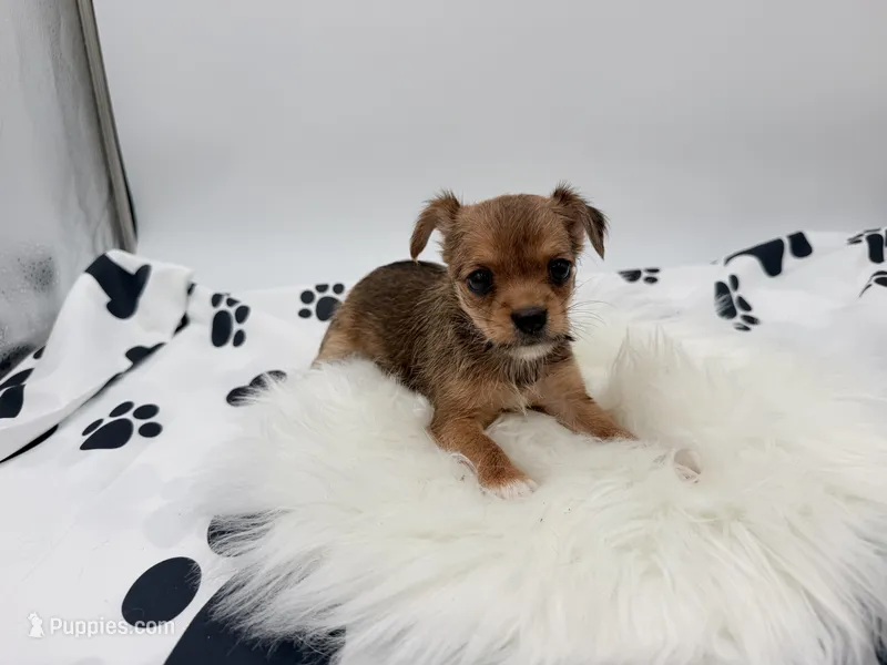 Charlie  – Chihuahua, Yorkshire Terrier puppy for sale in Vilonia, AR