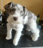 Pepper, a male Miniature Schnauzer for sale in Denton, TX – Photo 3 of 8