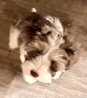 Pepper, a male Miniature Schnauzer for sale in Denton, TX – Photo 8 of 8