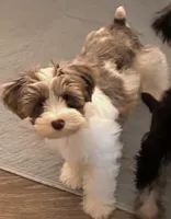 Pepper, a male Miniature Schnauzer for sale in Denton, TX – Photo 7 of 8