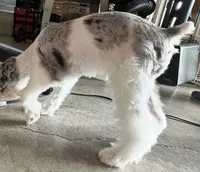 Pepper, a male Miniature Schnauzer for sale in Denton, TX – Photo 2 of 8