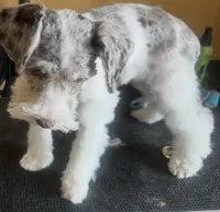 Pepper, a male Miniature Schnauzer for sale in Denton, TX – Photo 5 of 8