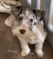 Pepper, a male Miniature Schnauzer for sale in Denton, TX – Photo 1 of 8