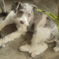 Pepper, a male Miniature Schnauzer for sale in Denton, TX – Photo 4 of 8