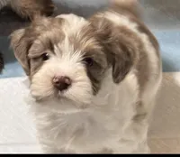 Pepper, a male Miniature Schnauzer for sale in Denton, TX – Photo 2 of 4