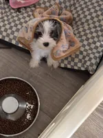 Poppy, a female Miniature Schnauzer for sale in Denton, TX – Photo 6 of 6