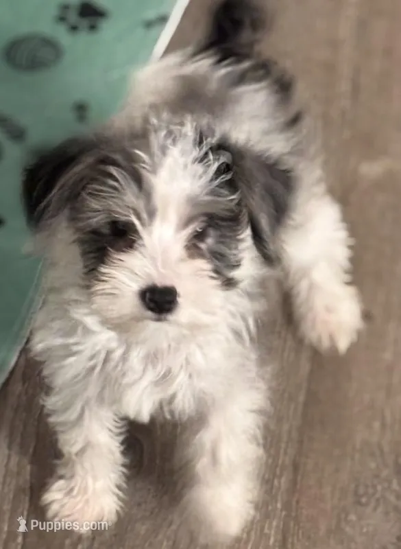 Poppy, a female Miniature Schnauzer for sale in Denton, TX – Photo 1 of 6