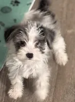 Poppy, a female Miniature Schnauzer for sale in Denton, TX – Photo 1 of 6