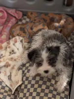 Poppy, a female Miniature Schnauzer for sale in Denton, TX – Photo 3 of 6