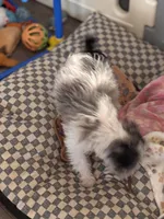 Poppy, a female Miniature Schnauzer for sale in Denton, TX – Photo 5 of 6