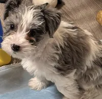 Poppy, a female Miniature Schnauzer for sale in Denton, TX – Photo 2 of 6