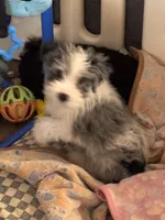 Poppy, a female Miniature Schnauzer for sale in Denton, TX – Photo 4 of 6