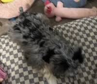 Roxie, a female Miniature Schnauzer for sale in Denton, TX – Photo 2 of 7