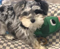 Roxie, a female Miniature Schnauzer for sale in Denton, TX – Photo 4 of 7