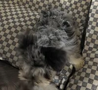 Roxie, a female Miniature Schnauzer for sale in Denton, TX – Photo 3 of 7