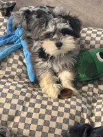 Roxie, a female Miniature Schnauzer for sale in Denton, TX – Photo 7 of 7