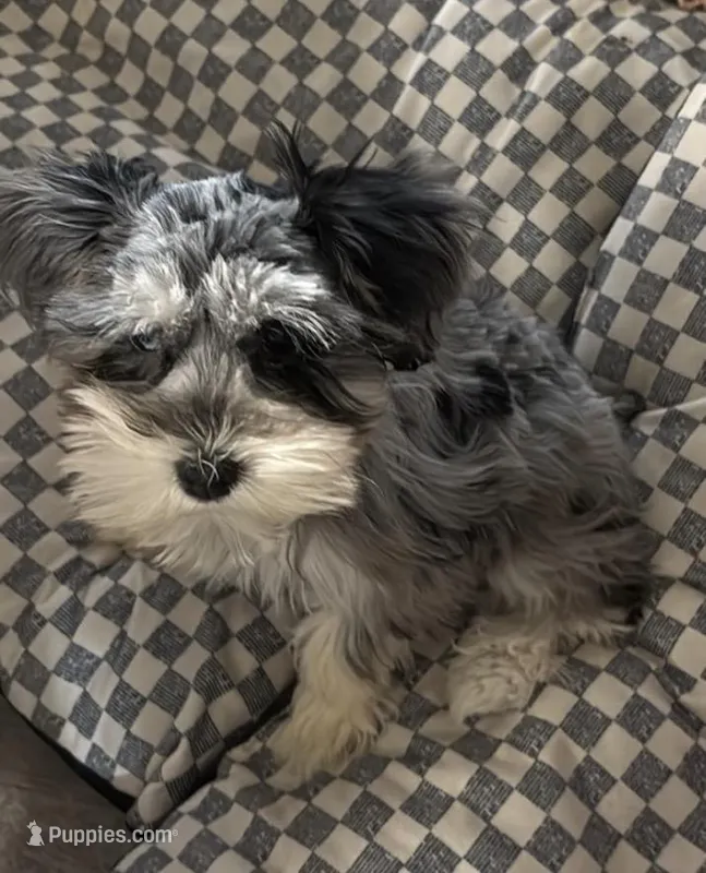 Roxie – Miniature Schnauzer puppy for sale in Denton, TX