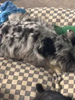 Roxie, a female Miniature Schnauzer for sale in Denton, TX – Photo 6 of 7