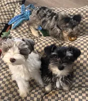 Roxie, a female Miniature Schnauzer for sale in Denton, TX – Photo 5 of 7