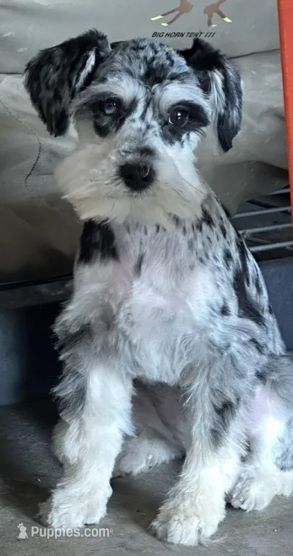 Roxie – Miniature Schnauzer puppy for sale in Denton, TX