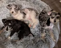 Tiny, a male Miniature Schnauzer for sale in Denton, TX – Photo 3 of 7