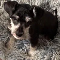 Tiny, a male Miniature Schnauzer for sale in Denton, TX – Photo 4 of 7