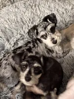 Tiny, a male Miniature Schnauzer for sale in Denton, TX – Photo 7 of 7