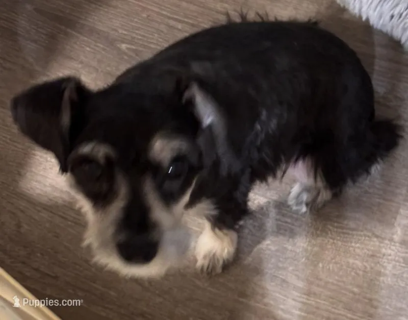 Tiny – Miniature Schnauzer puppy for sale in Denton, TX