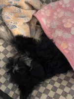 Tiny, a female Miniature Schnauzer for sale in Denton, TX – Photo 4 of 5