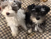 Tiny, a male Miniature Schnauzer for sale in Denton, TX – Photo 6 of 7