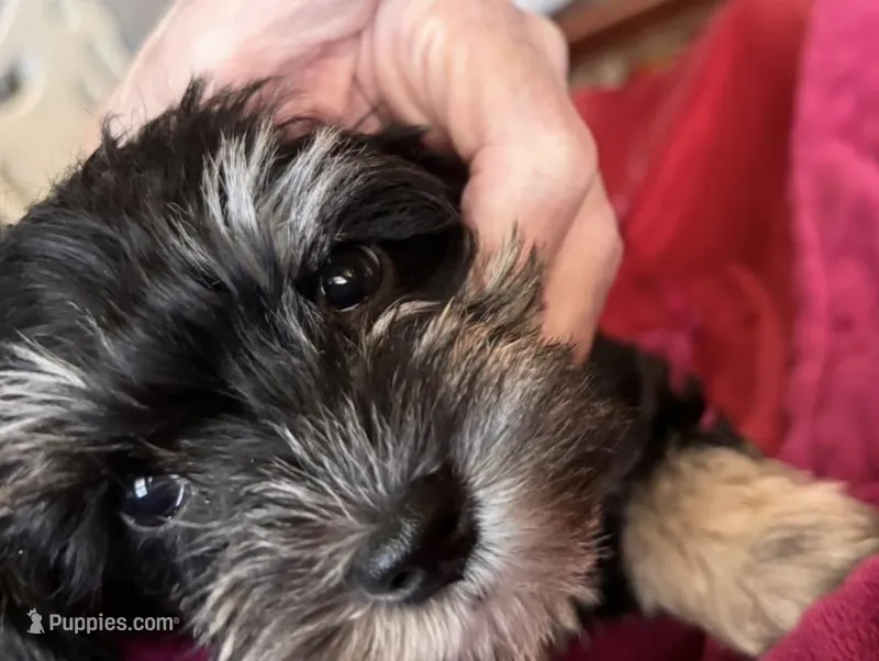 Tiny – Miniature Schnauzer puppy for sale in Denton, TX