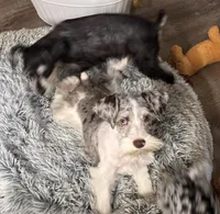 Tiny, a male Miniature Schnauzer for sale in Denton, TX – Photo 2 of 7