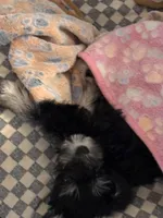 Tiny, a female Miniature Schnauzer for sale in Denton, TX – Photo 3 of 5