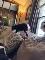 Tiny, a female Miniature Schnauzer for sale in Denton, TX – Photo 5 of 5