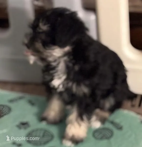 Tiny, a female Miniature Schnauzer for sale in Denton, TX – Photo 1 of 5