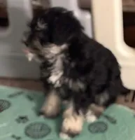 Tiny, a female Miniature Schnauzer for sale in Denton, TX – Photo 1 of 5