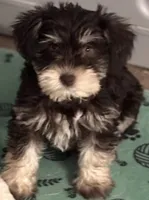 Cocoa, a female Miniature Schnauzer for sale in Denton, TX – Photo 1 of 10