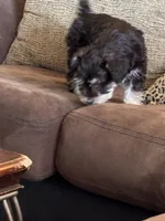 Cocoa, a female Miniature Schnauzer for sale in Denton, TX – Photo 6 of 10