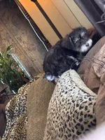 Cocoa, a female Miniature Schnauzer for sale in Denton, TX – Photo 7 of 10