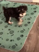 Cocoa, a female Miniature Schnauzer for sale in Denton, TX – Photo 4 of 10