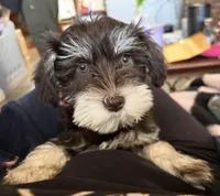 Cocoa, a female Miniature Schnauzer for sale in Denton, TX – Photo 3 of 10